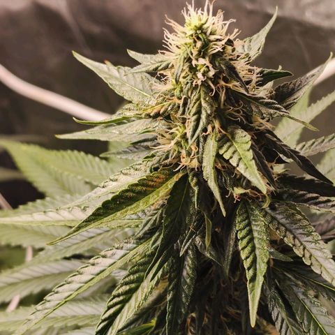 Hulkberry growlog timeline photo