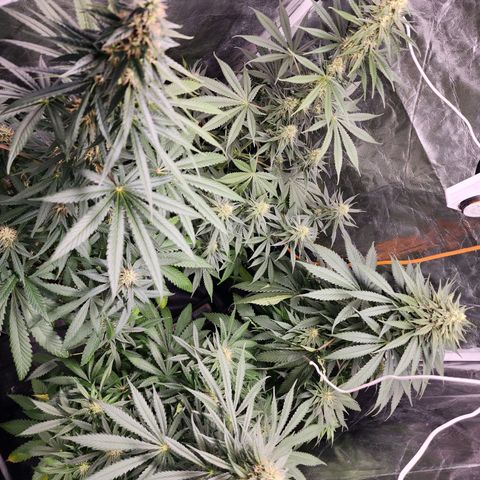 Hulkberry growlog photo: Poda de bajos