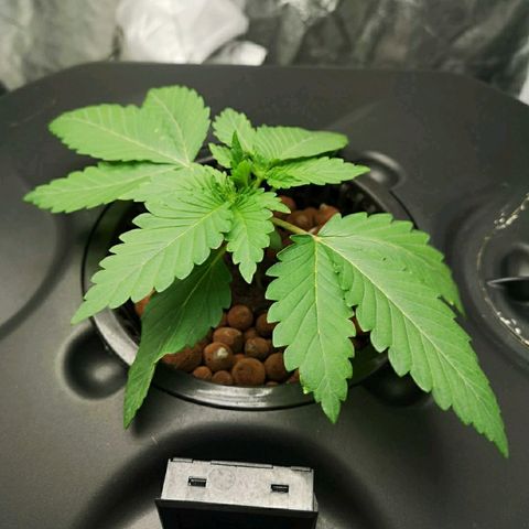 K&C growlog timeline photo