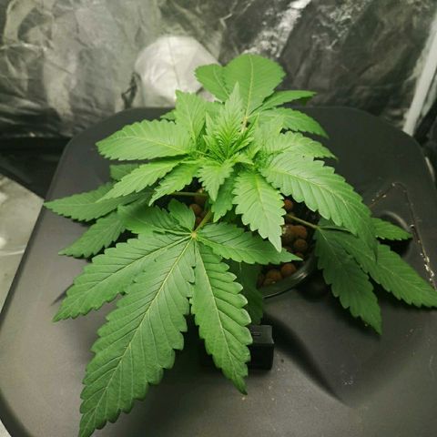 K&C growlog timeline photo