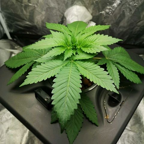 K&C growlog timeline photo
