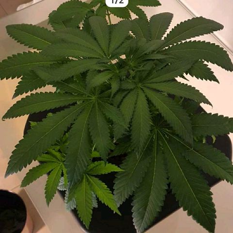 K&C growlog timeline photo