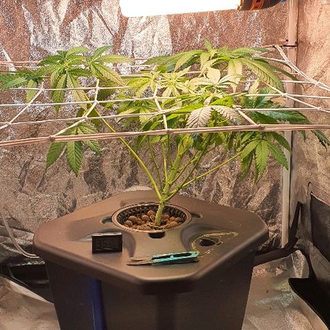 K&C growlog timeline photo