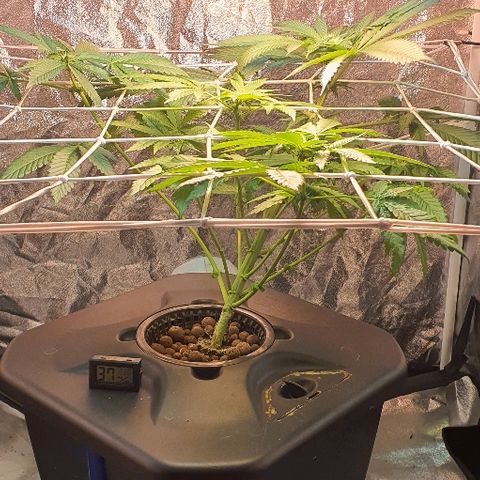 K&C growlog timeline photo