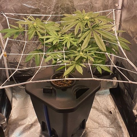 K&C growlog timeline photo