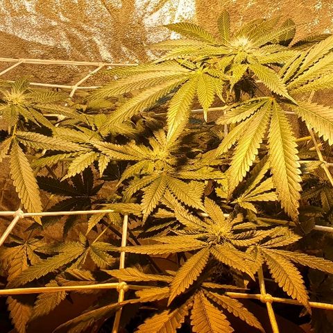 K&C growlog timeline photo