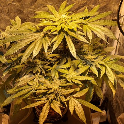 K&C growlog timeline photo