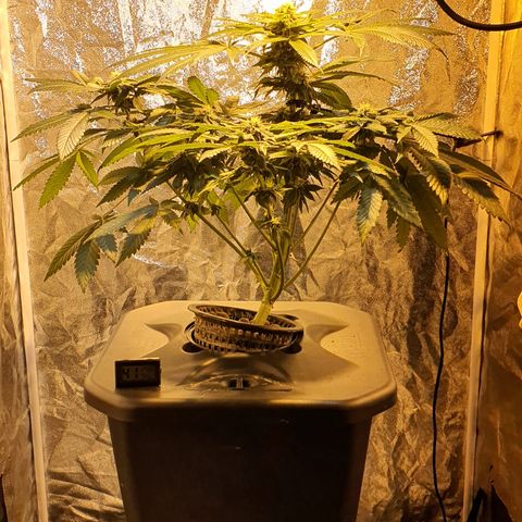 K&C growlog timeline photo