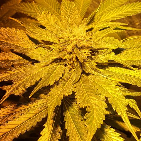 K&C growlog timeline photo