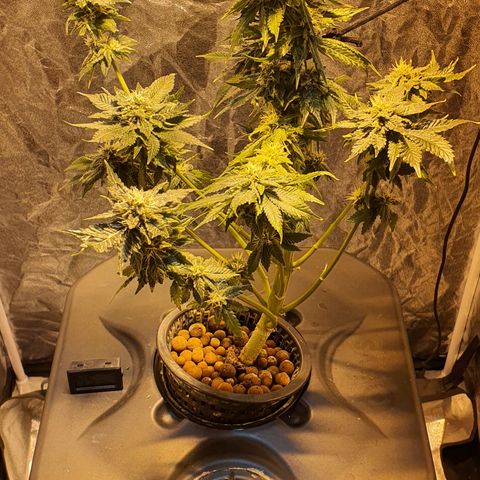 K&C growlog timeline photo