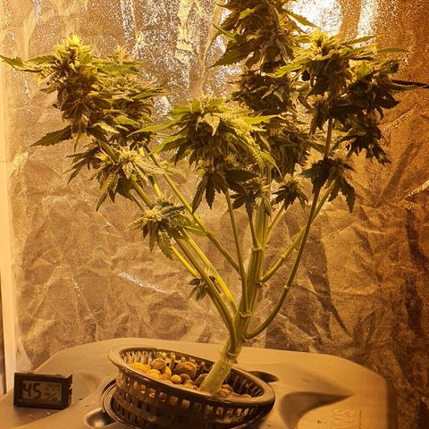 K&C growlog timeline photo