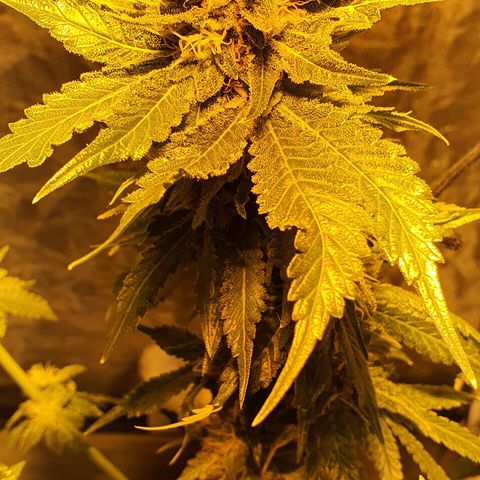 K&C growlog timeline photo
