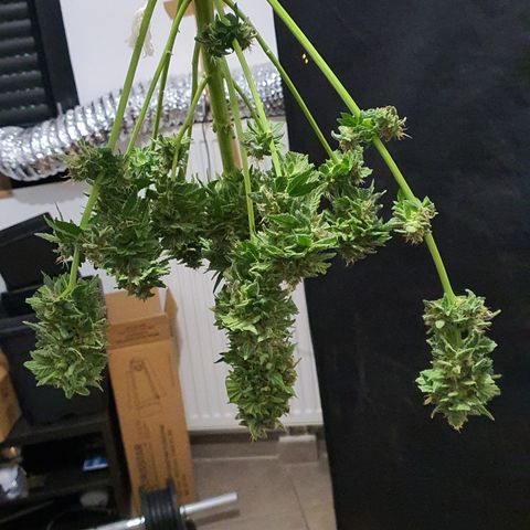 K&C growlog photo: Récolte et pré manucure humide
Poids humide avec ossature : 170g