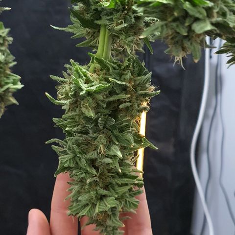 K&C growlog photo: Récolte et pré manucure humide
Poids humide avec ossature : 170g