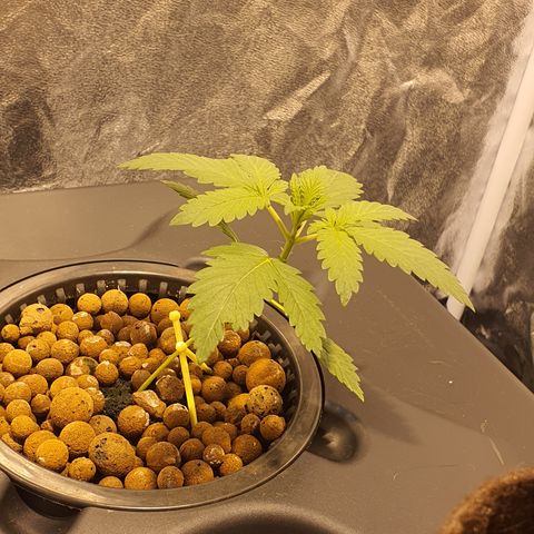 White Siberian growlog timeline photo