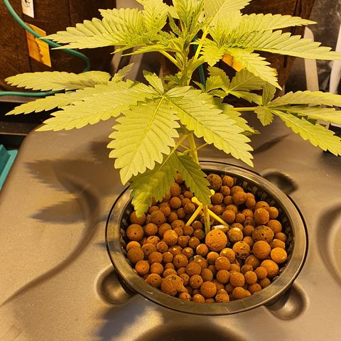 White Siberian growlog timeline photo