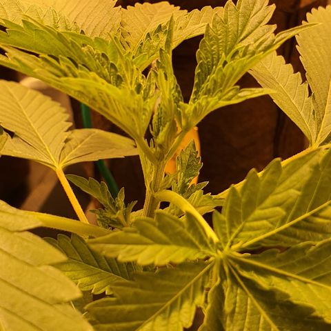 White Siberian growlog timeline photo