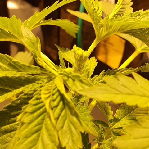 White Siberian growlog timeline photo