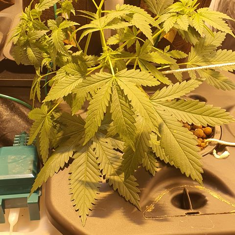 White Siberian growlog timeline photo