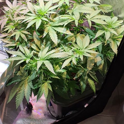 White Siberian growlog timeline photo