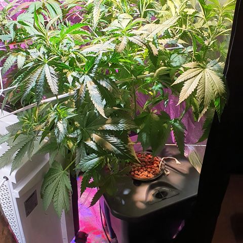 White Siberian growlog timeline photo