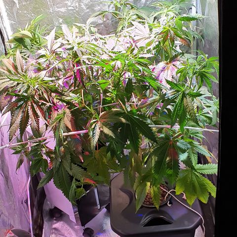 White Siberian growlog timeline photo