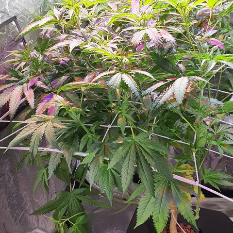 White Siberian growlog timeline photo
