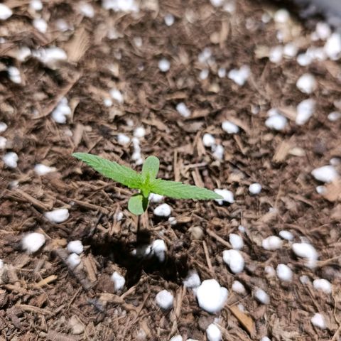 Taniuska growlog timeline photo