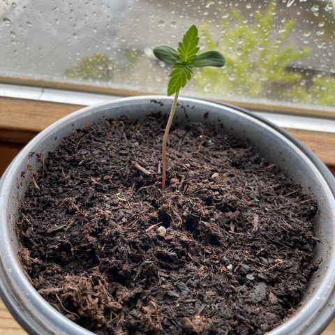 Early Skunk growlog timeline photo