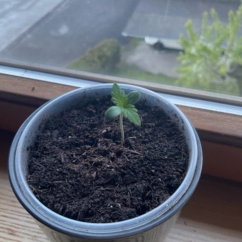 Early Skunk growlog timeline photo