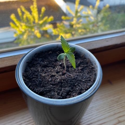Early Skunk growlog timeline photo