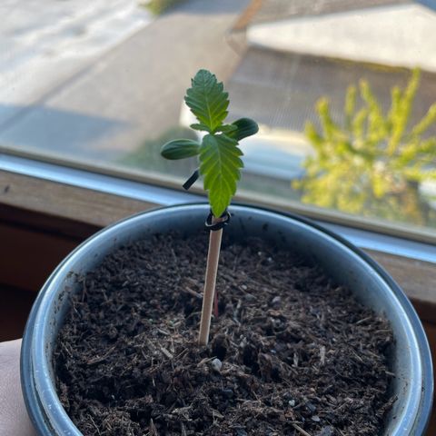 Early Skunk growlog timeline photo