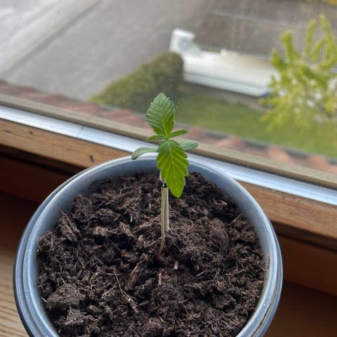 Early Skunk growlog timeline photo