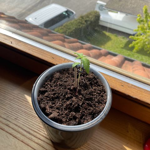 Early Skunk growlog timeline photo
