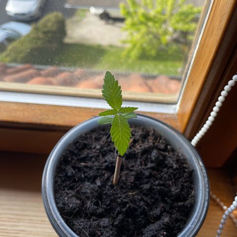 Early Skunk growlog timeline photo