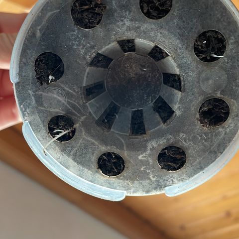 Early Skunk growlog timeline photo