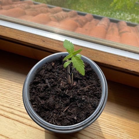 Early Skunk growlog timeline photo