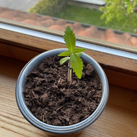 Early Skunk growlog timeline photo