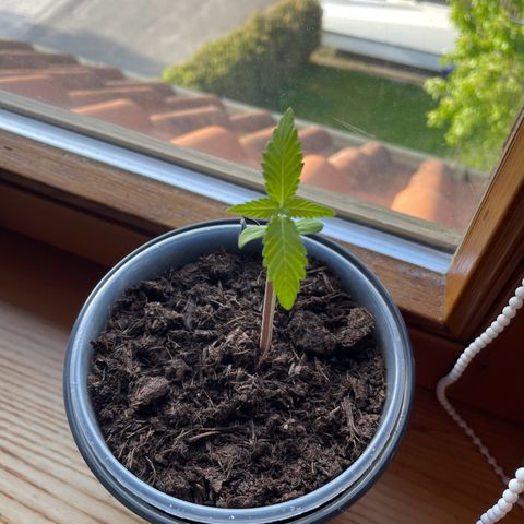 Early Skunk growlog timeline photo