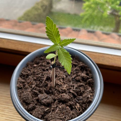 Early Skunk growlog timeline photo