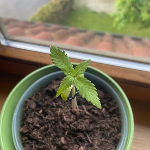 Early Skunk growlog timeline photo