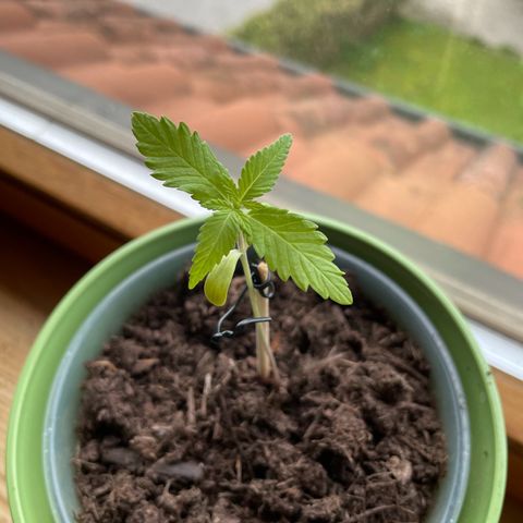 Early Skunk growlog timeline photo
