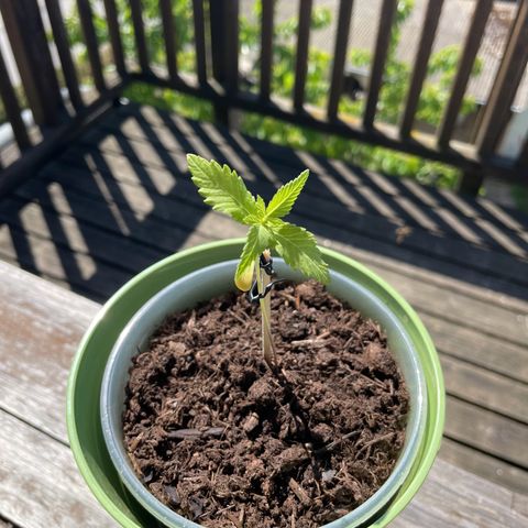 Early Skunk growlog timeline photo