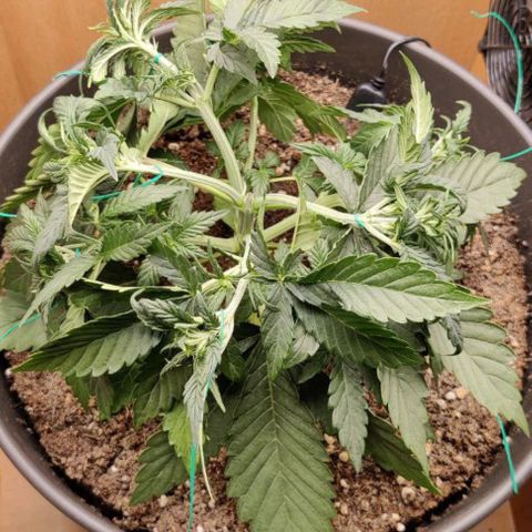 Gisela  growlog timeline photo