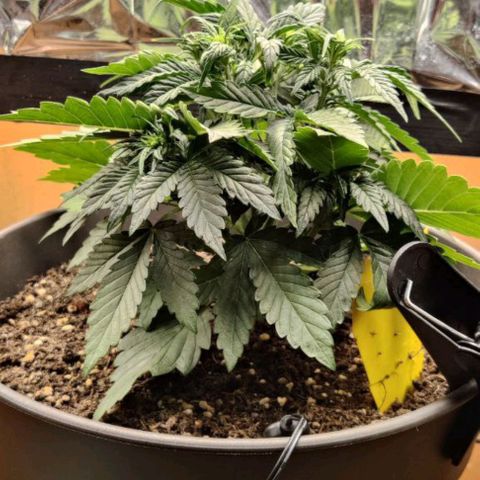 Gisela  growlog timeline photo
