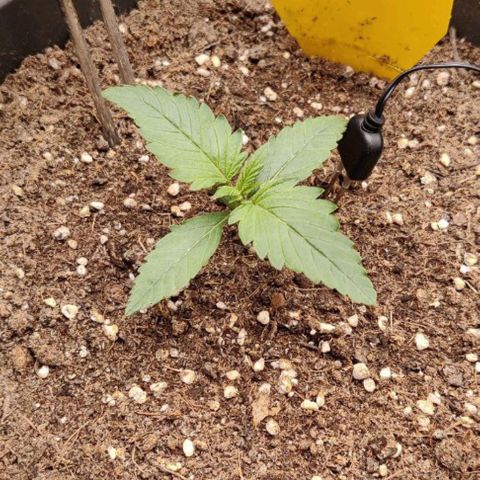 Gisela  growlog timeline photo
