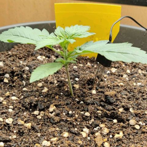Gisela  growlog timeline photo