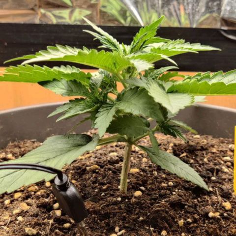 Gisela  growlog timeline photo