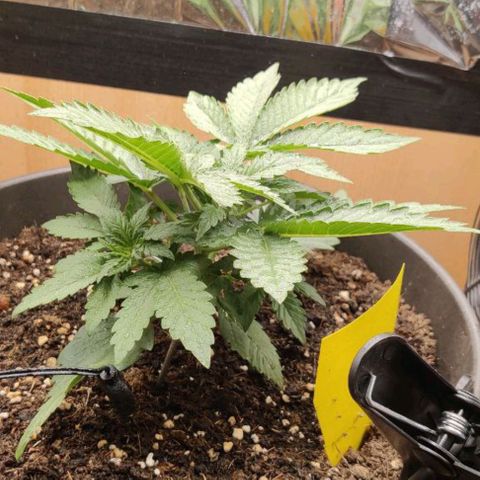 Gisela  growlog timeline photo