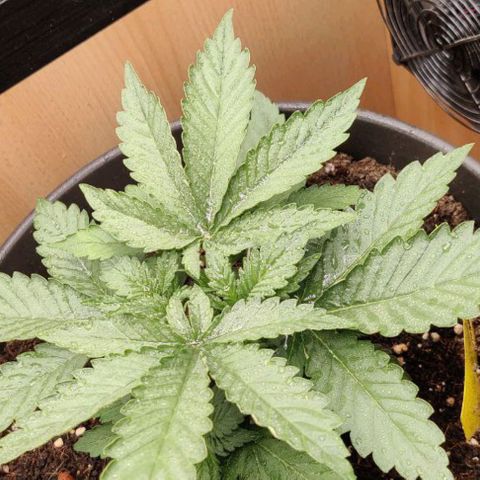 Gisela  growlog timeline photo